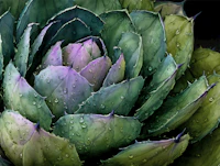 Emerald Succulent Design papiers peint