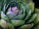Emerald Succulent Design