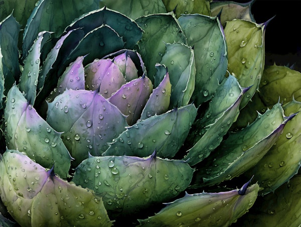 Emerald Succulent Design