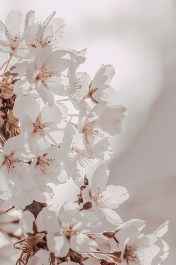 Cherry Blossom White Gold Close Up