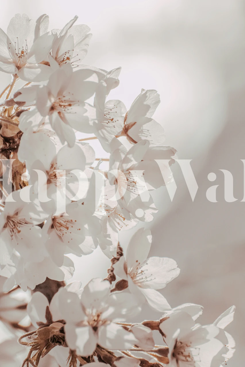 Cherry Blossom White Gold Close Up tapet i et rum