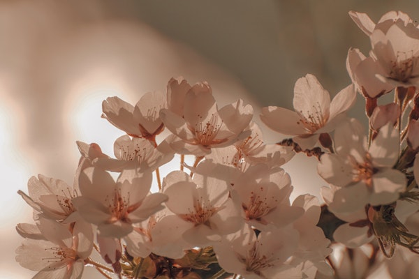 Cherry Tree Blossom Flowers In The Sunlight