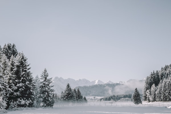 Mountain Landscape Trees and Forest Fog