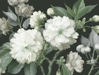 White Flowers Blooms on Dark Green wallpaper