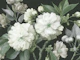 White Flowers Blooms on Dark Green