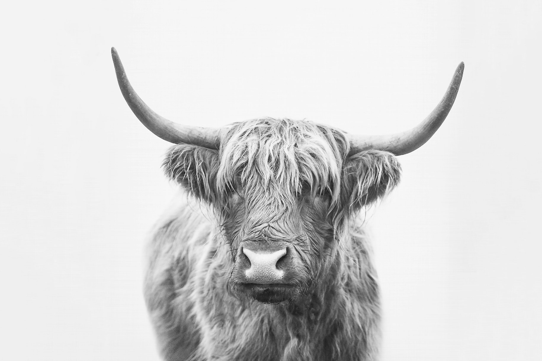 Highland Bull Wallpaper - Unique and Rustic Wall Decor | Happywall