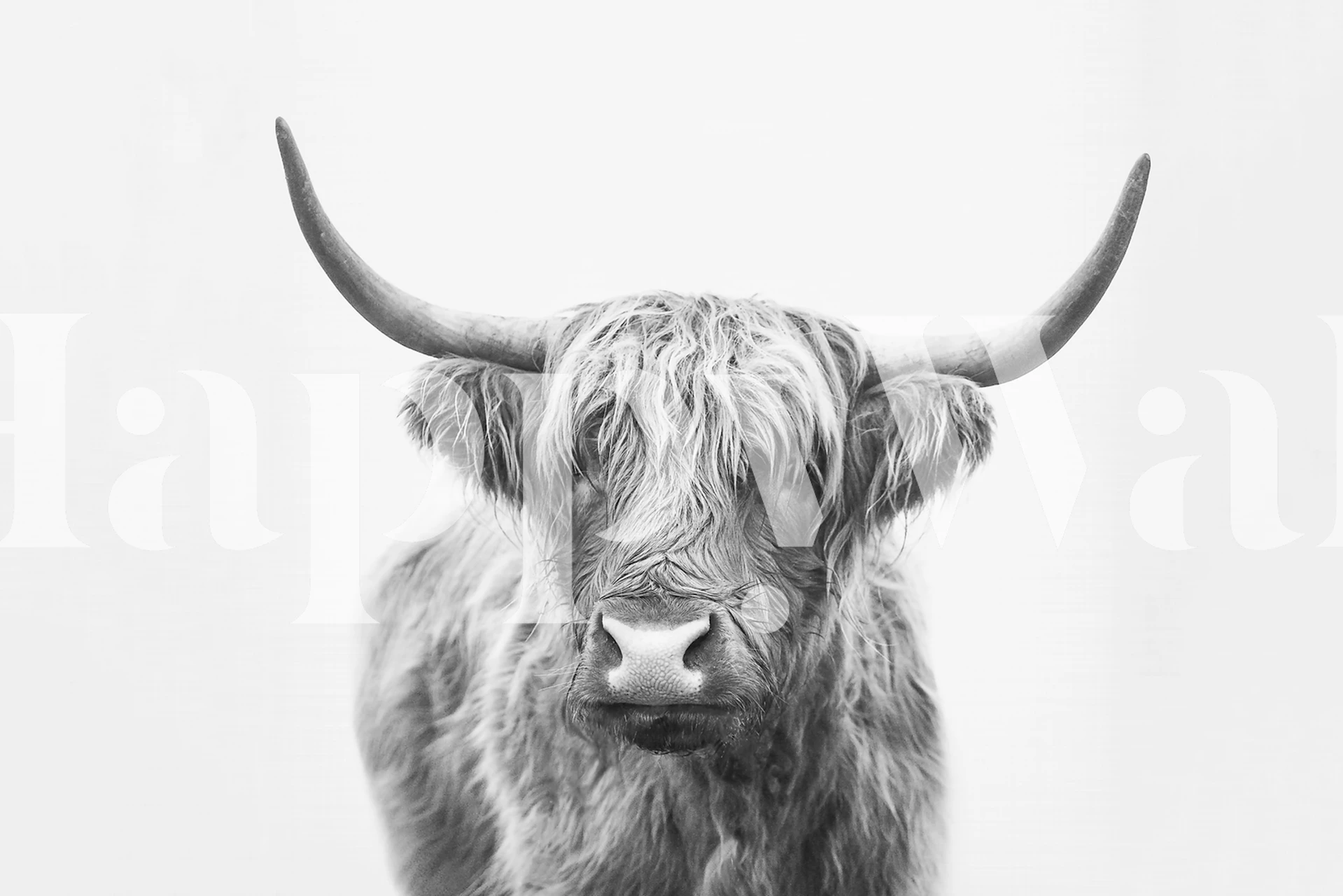 Monochrome Highland Bull wall mural artwork