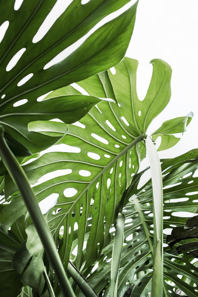 Monstera Jungle wallpaper - Happywall