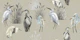Lagoon Birds in Cream