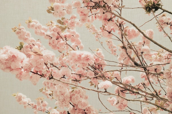 Flowers in Spring Sakura Blossoms