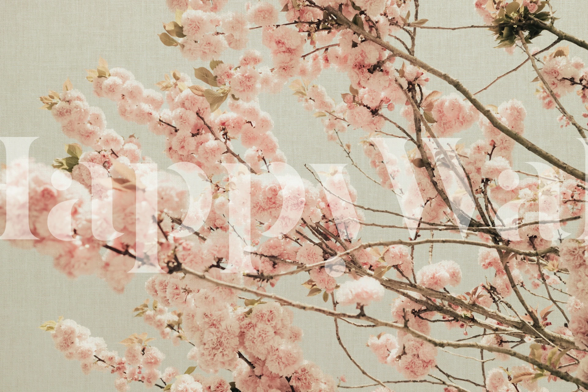 Flowers in Spring Sakura Blossoms tapet