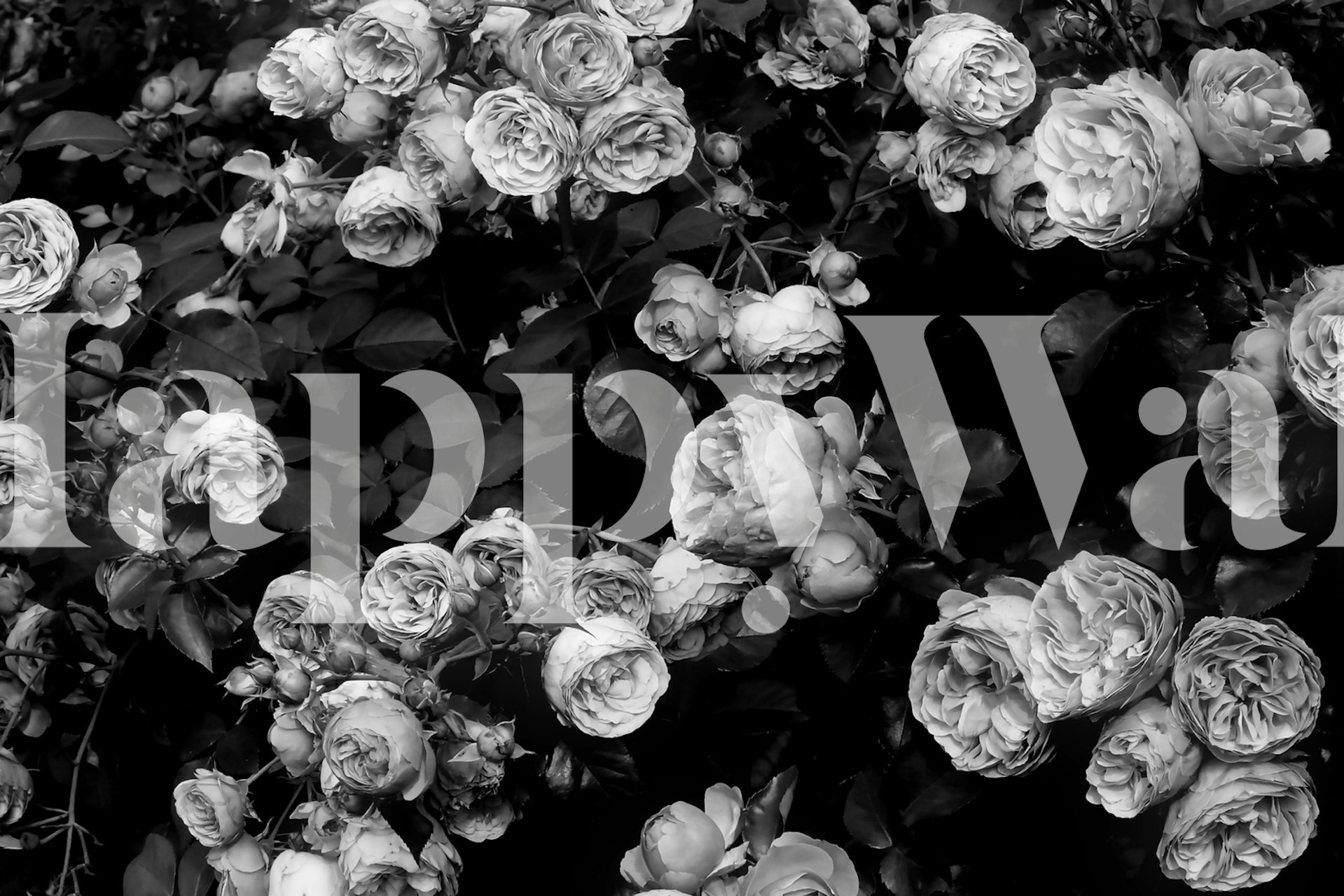 Black and white floral roses wallpaper