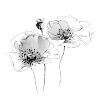 Scandinavian Floral Linework wallpaper