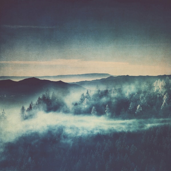 Mountain Fog and Pine Forest