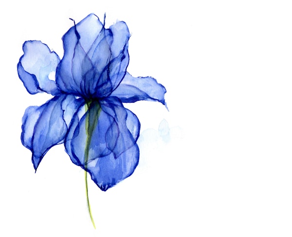 Elegant Iris Blossom Painting