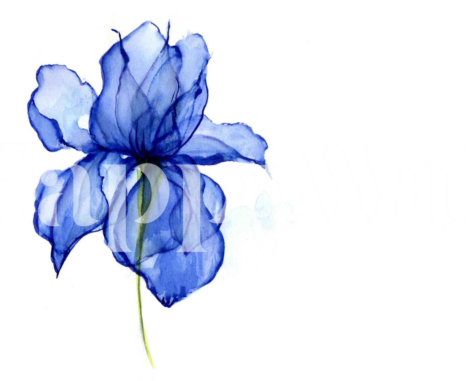 Elegant Iris Blossom wallpaper in a room