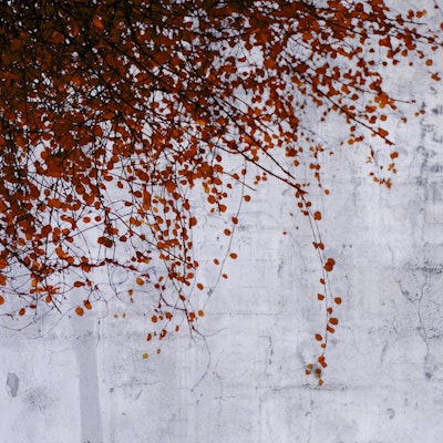 Mural