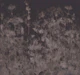 Midnight Wildflower Meadow Truffle Brown