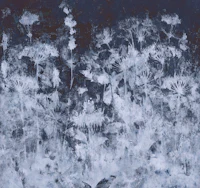 Midnight Wildflower Meadow tapete