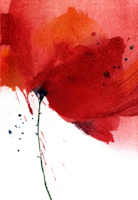 Crimson Poppy Splash tapeta