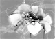 Modern Ink Floral Closeup
