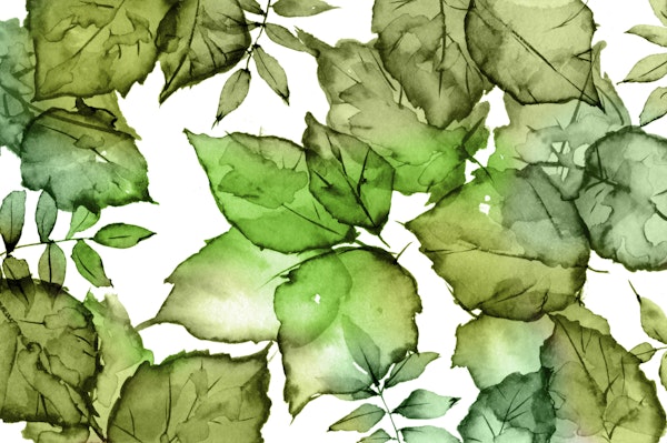 Botanical Leaf Watercolor