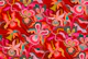 Orchid jungle paradise blooms red