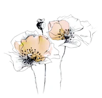 Elegant Line Art Poppy Bloom tapete