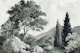 Misty Hills and Cypress Trees