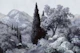 Grey Tuscan Cypress Hills