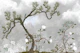 Serene Chinoiserie Pine and White Blossoms