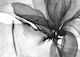 Monochrome Ink Petals