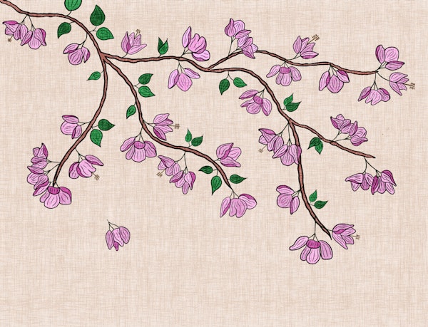 Trailing Bougainvillea