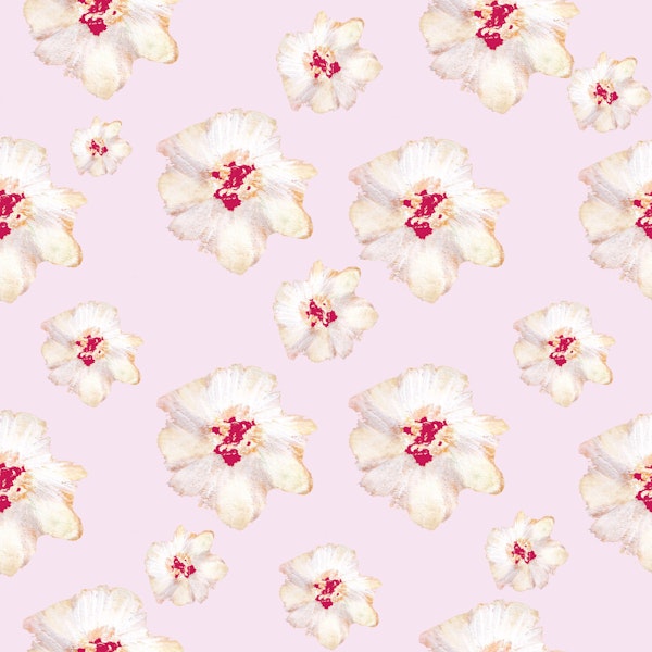 Cream Hibiscus on Pink