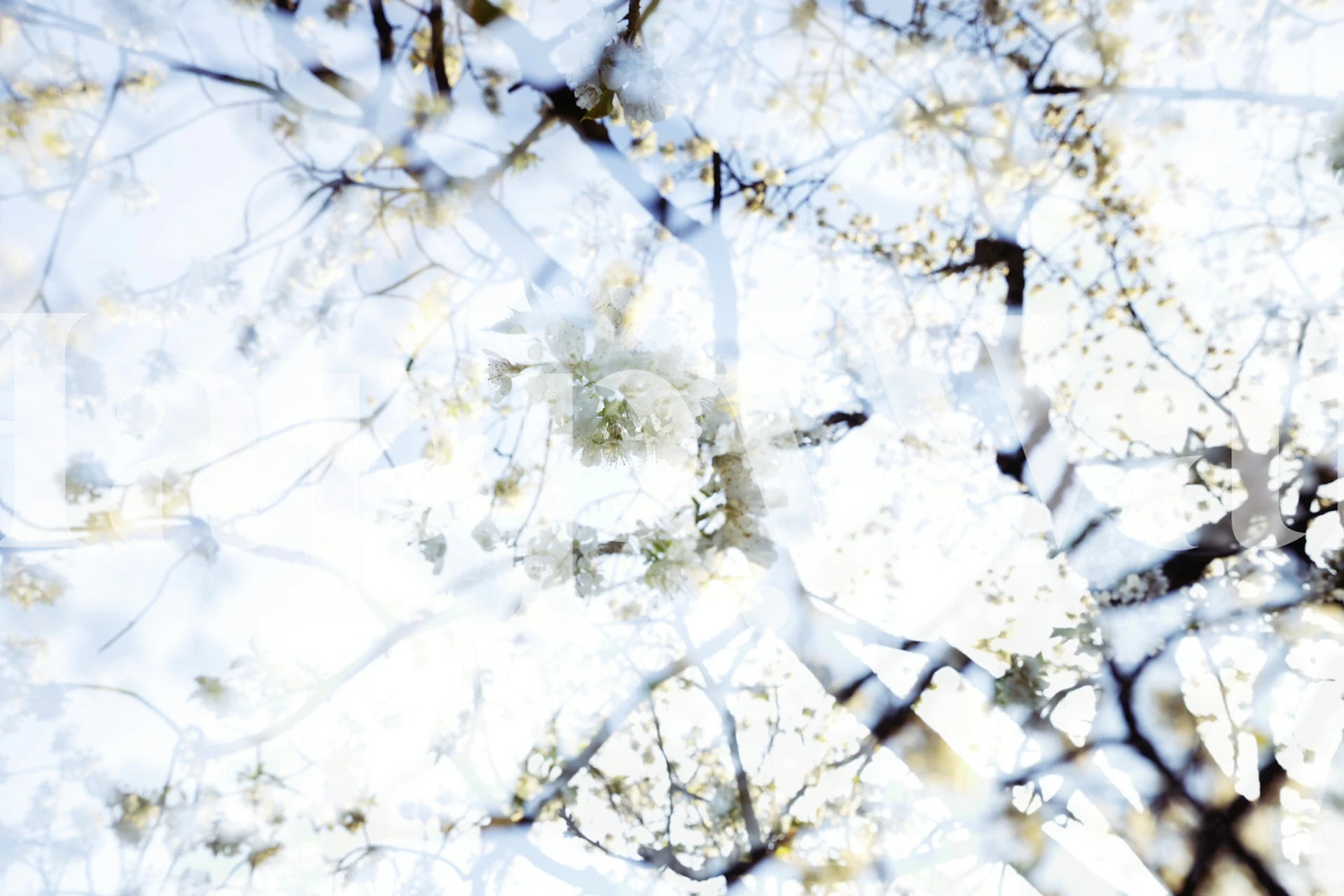 Soft Spring Blossoms papiers peint