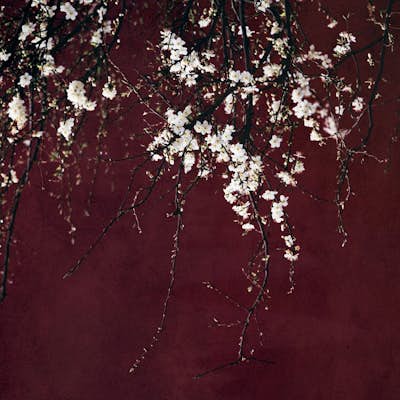 Τοιχογραφία