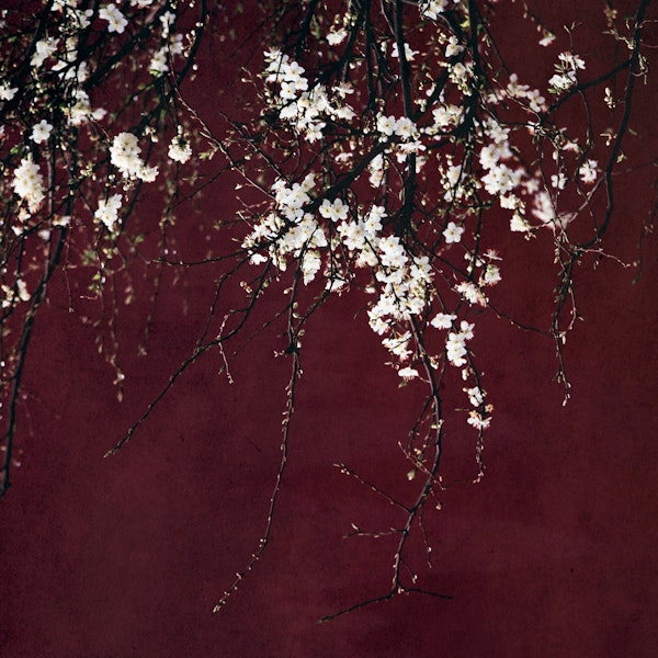 White Flowers on Red