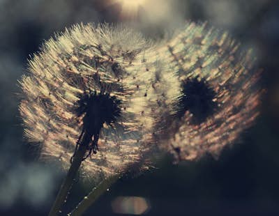 Τοιχογραφία