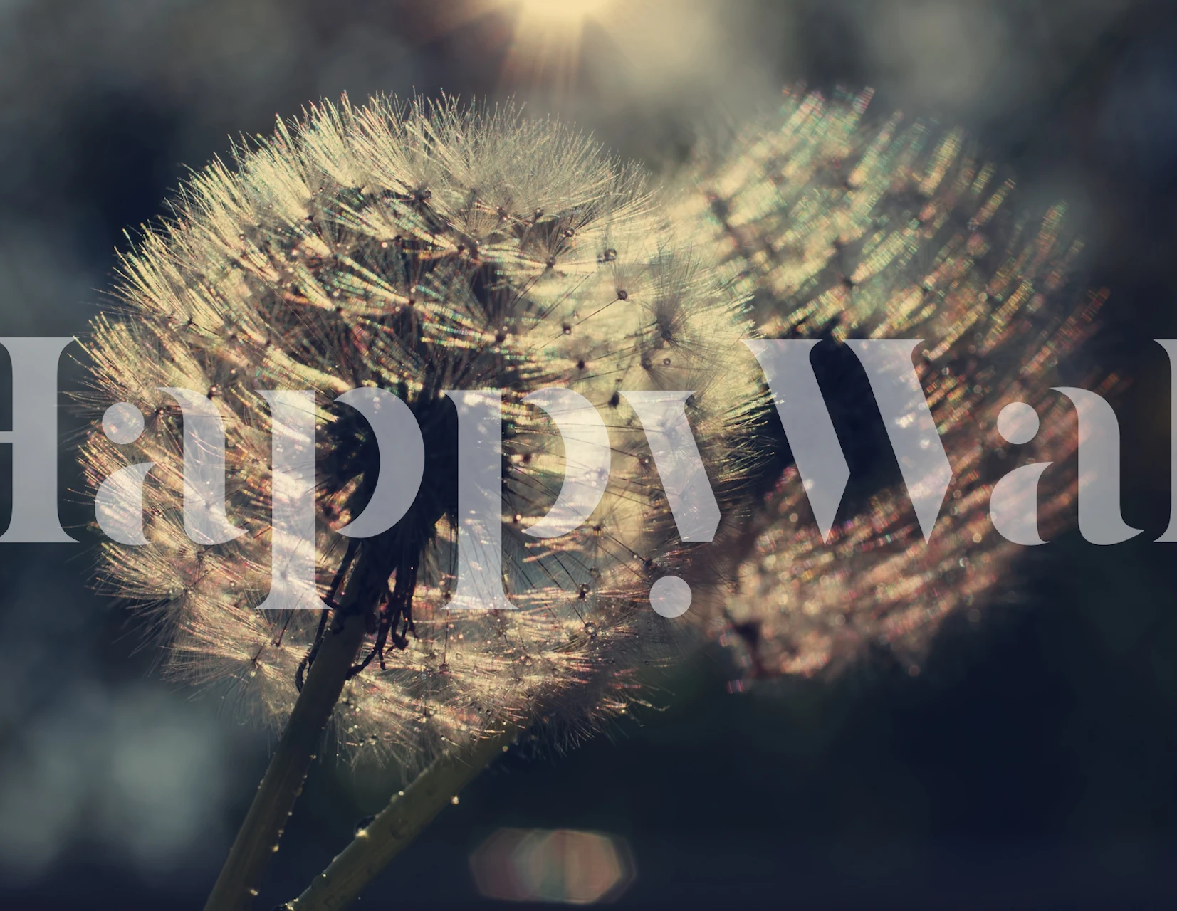 Dandelion silhouettes against a sunset, wall mural from Happywall