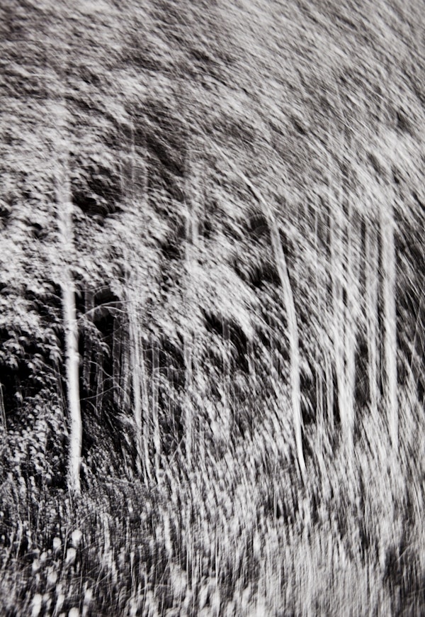 Forest in movement