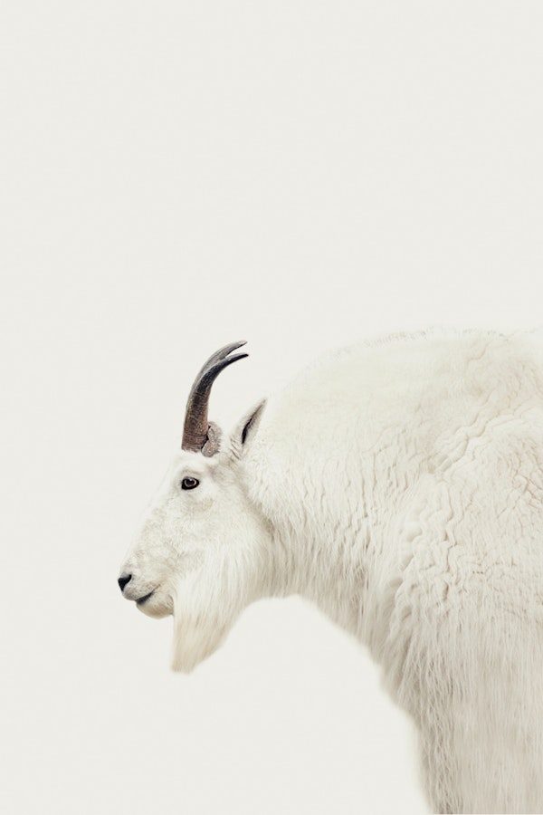 Mountain Goat Portrait