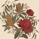 Waratah and Banksia Botanical Tropical