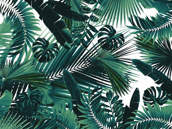 Jungle Leaves Siesta 2