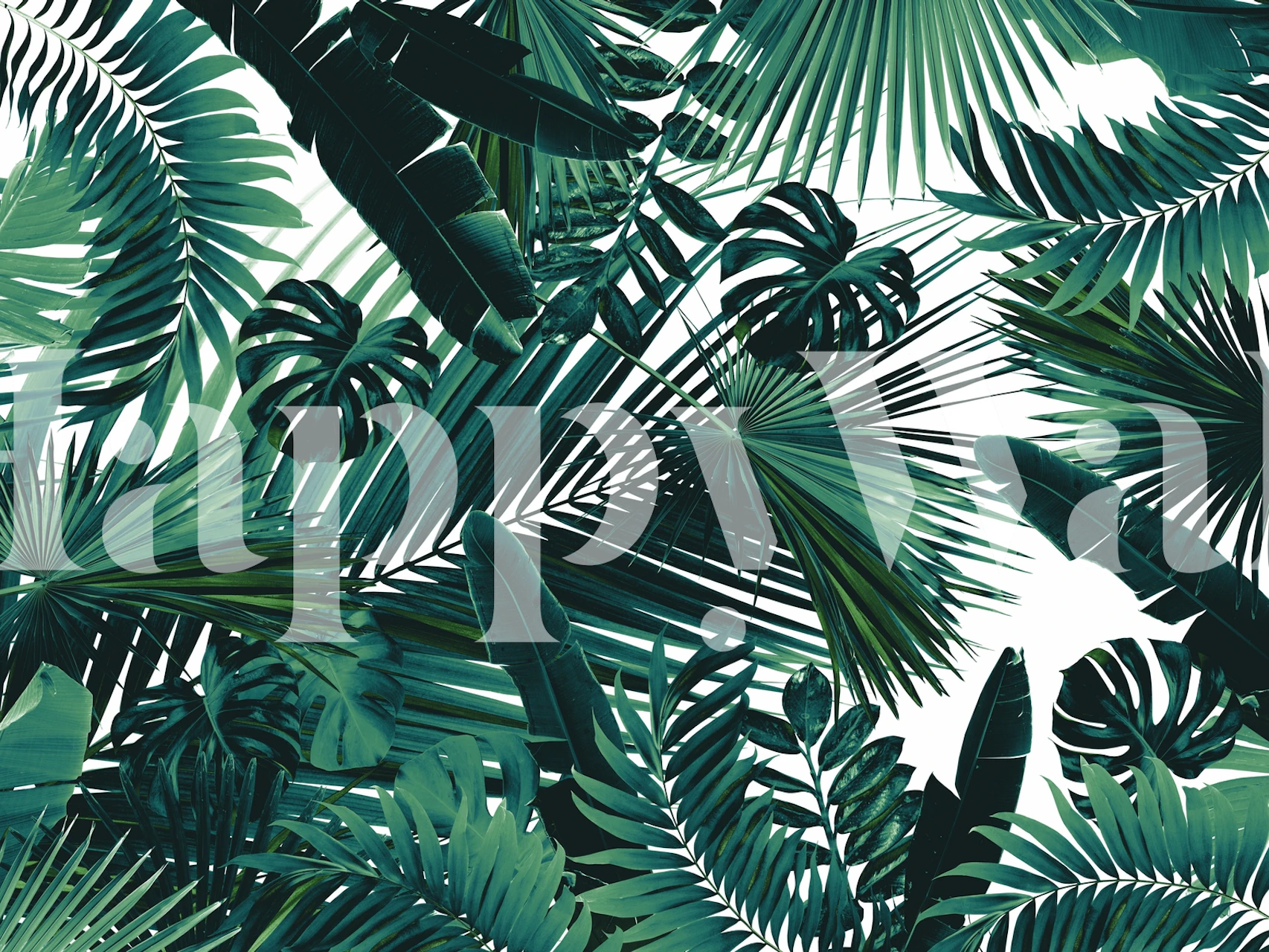 Jungle Leaves Siesta 2 Tapete in einem Raum