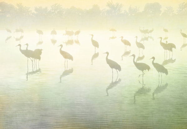 Serene Storks at the Lake