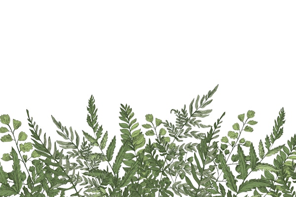 Serenity in Greenery