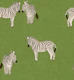Green Safari Zebras - Playful Wild Animals