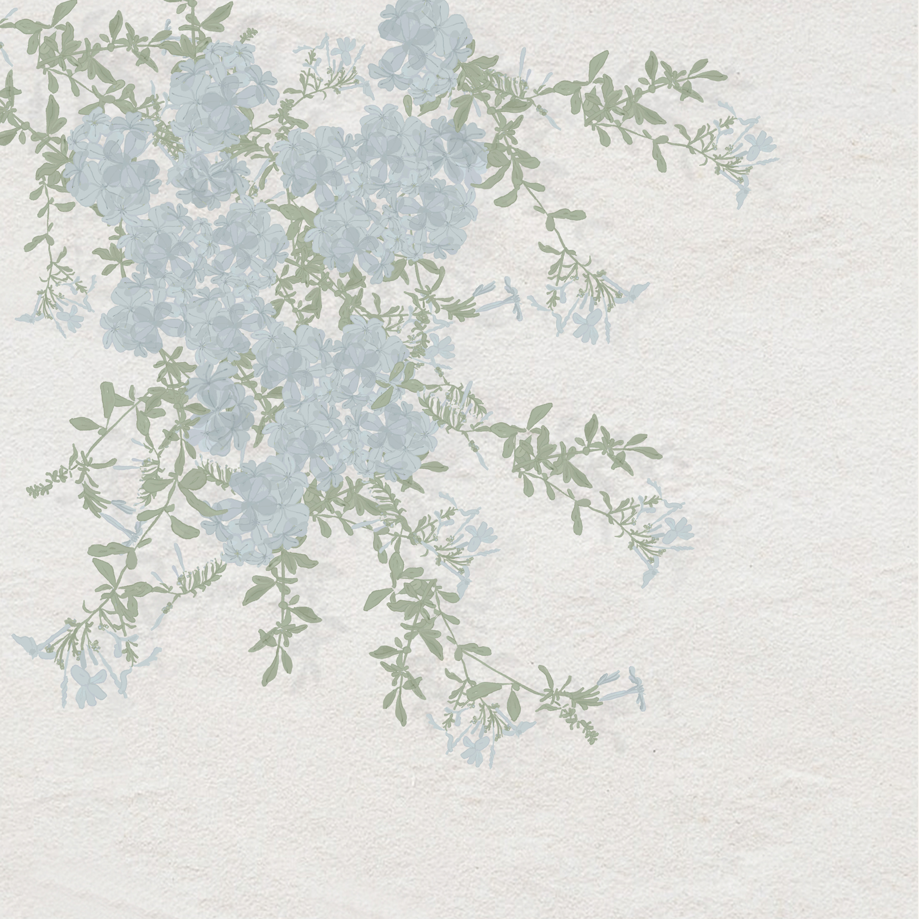 whitewashed