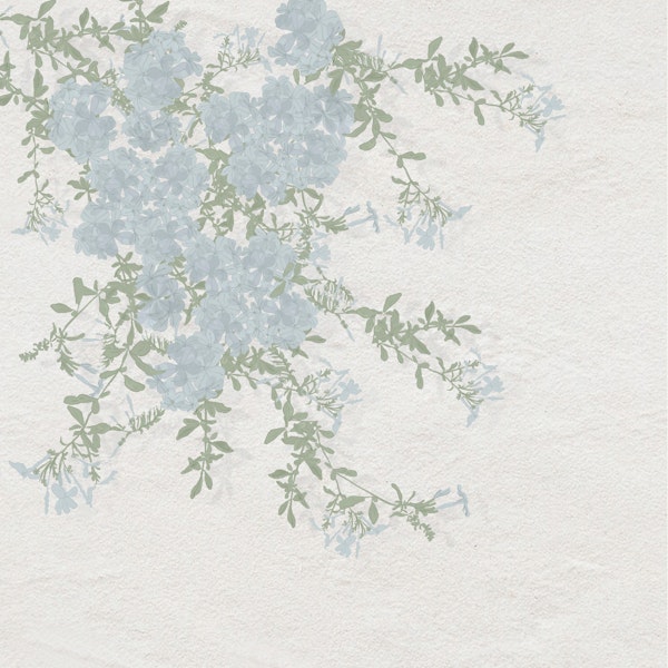 Plumbago Floral Branches on Whitewashed Wall