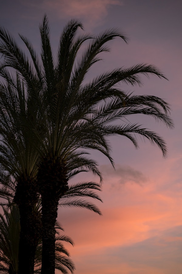 Pink Purple Caribbean Sunset Palm Tree 1